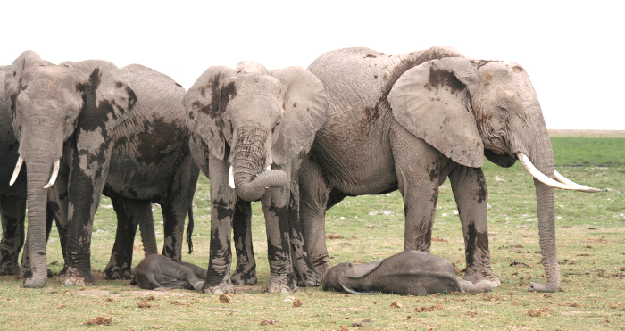 Resultado de imagen de elefantes africanos durmiendo