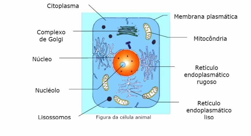 celula vegetal e animal. celula animal y sus partes.