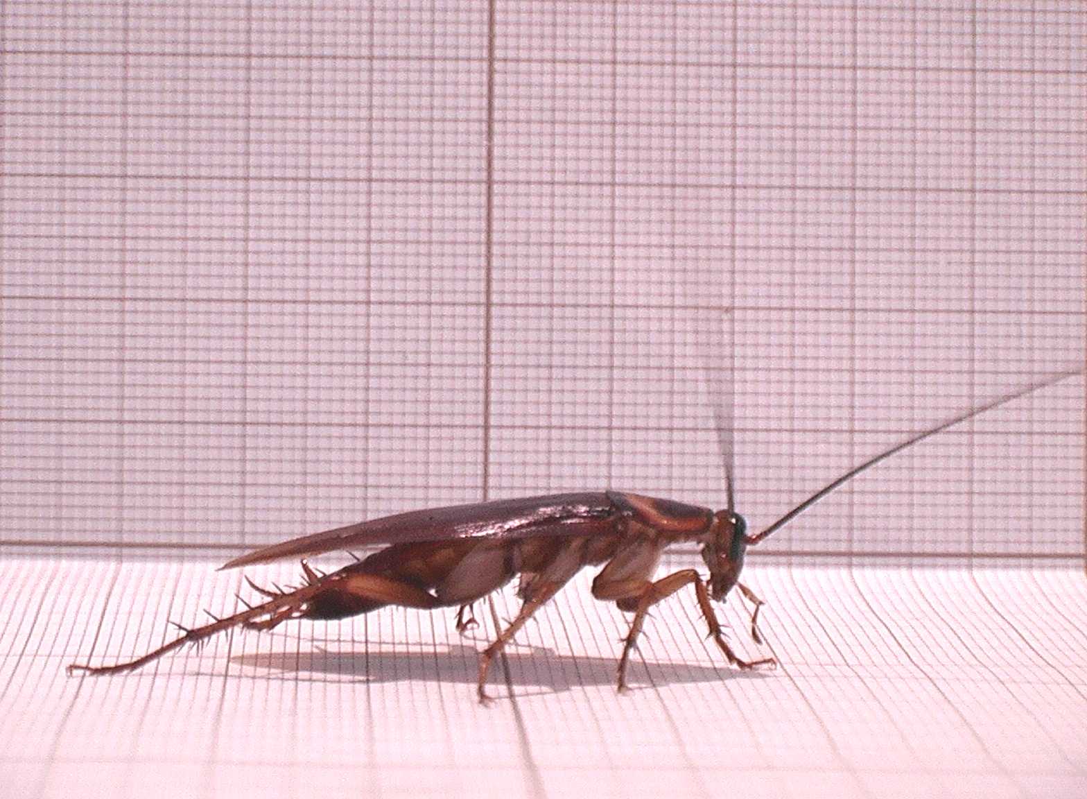 01-cockroach-cucaracha