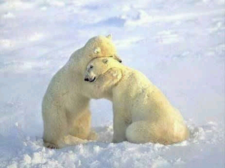 osos de amor. Osos polares amorosos.
