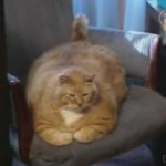 Uno de cada tres gatos americanos está gordo