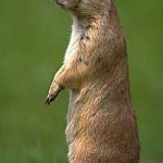 Récords de concentración animal