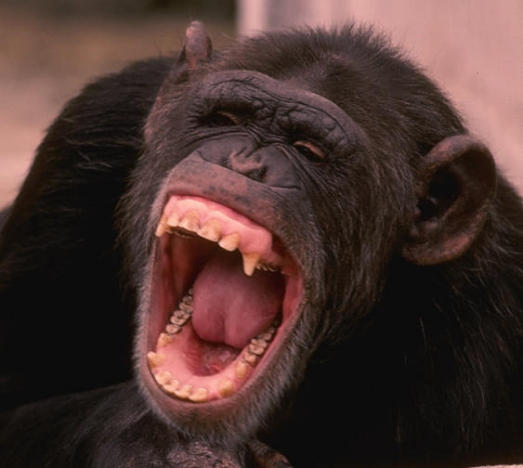 http://www.blogodisea.com/wp-content/uploads/2009/09/chimpance-riendo-risa-carcajada.jpg