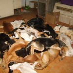 Las crónicas de Morbo: Cómo funciona una perrera
