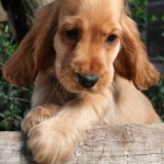 Juego de vestir al perro Cocker Spaniel