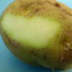 ¿Por qué algunas patatas son verdes? patata verdacea