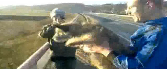 perro tirado puente Svajunas Beniukas carretera
