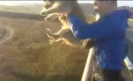 perro tirar puente Svajunas Beniukas