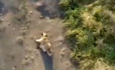perro tiro hombre puente Svajunas Beniukas