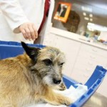 Las crónicas de Morbo: Un perro muere al ser tirado por un puente