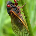 ¿Cuál es el insecto con el ciclo vital de mayor duración? cigarra chicharra muda 3