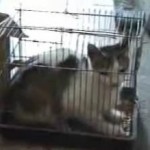 Las crónicas de Morbo: Queman vivo a un gato encerrado en una jaula
