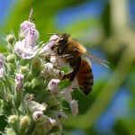 Una abeja de 100 millones de años