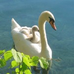 El cisne