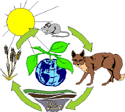 ecosistema-carbono-ciclo-vida