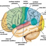 ¿Qué es la sinestesia?