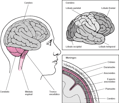 Las diferentes partes del cerebro humano efectúan diferentes funciones.
