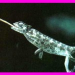 Los animales campeones en adherencia