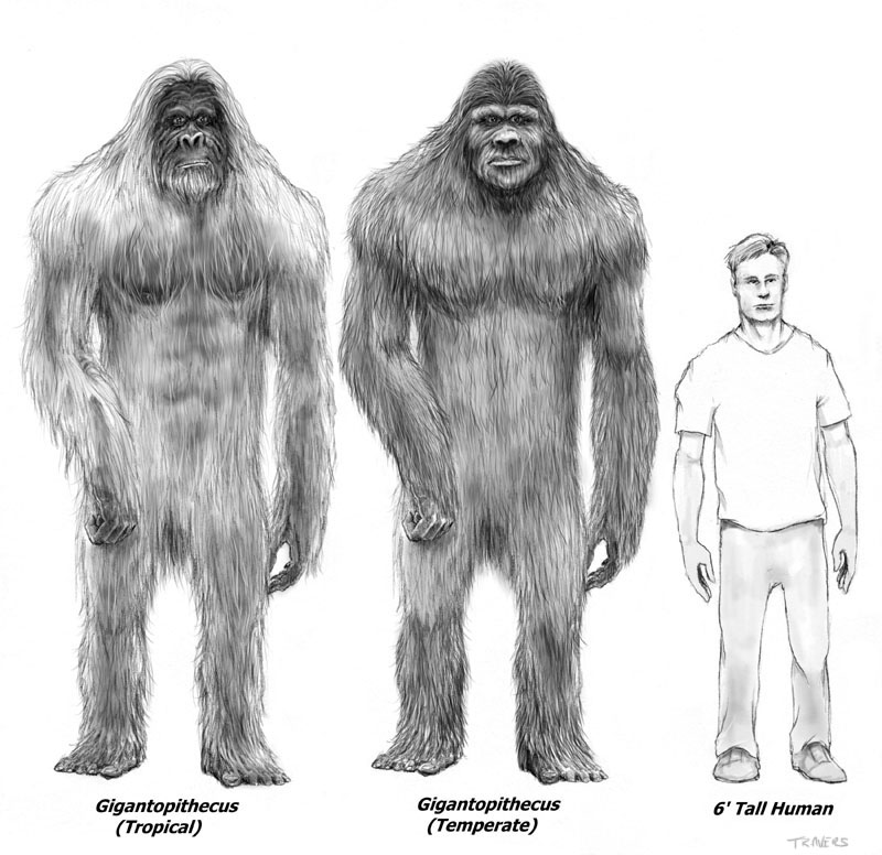 http://www.blogodisea.com/wp-content/uploads/2010/06/gigantopithecus_giganto-simio-comparacion-hombre.jpg