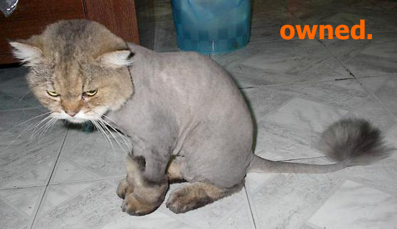 owned-gato-afeitado.jpg