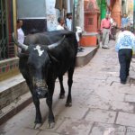 ¿Realmente son sagradas las vacas en la India?