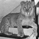 La historia del león Christian