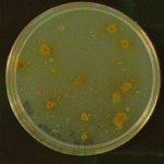 ¿Qué es la biolixiviación? Las bacterias que ayudan en las minas