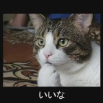 Gatos cantando Mukashi Banashii