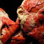¿Qué es la plastinación?