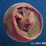 La tiburonia granrojo