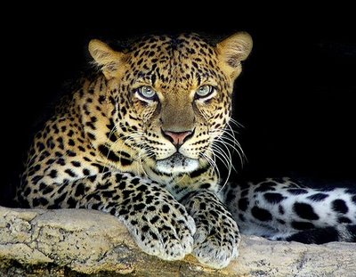 Leopardo-animal-felino.jpg