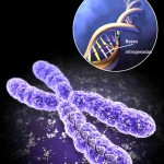 adn imagen genes cromosomas proteinas gen adn imagen genes cromosomas proteinas gen