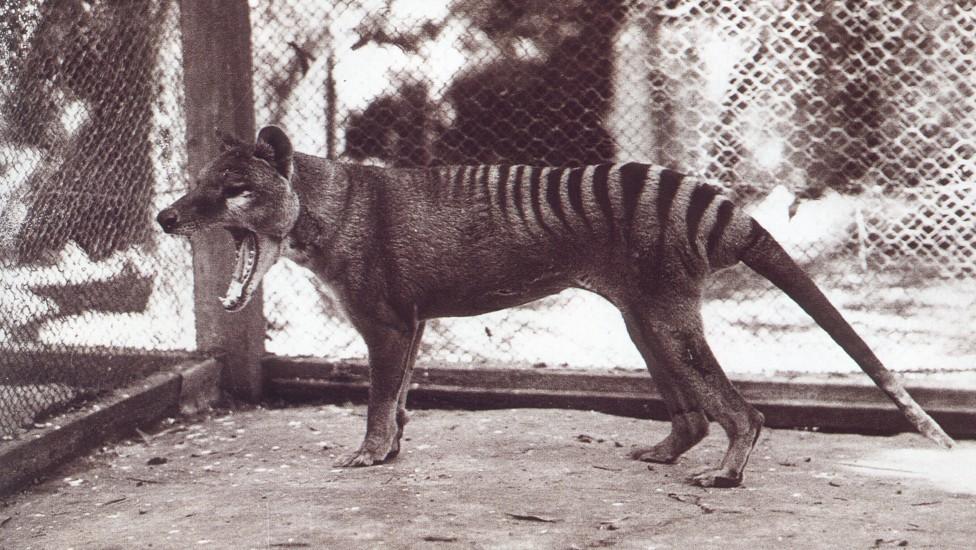 http://www.blogodisea.com/wp-content/uploads/2011/05/thylacine-tasmanian-tiger-extinct-animal-extincted.jpg