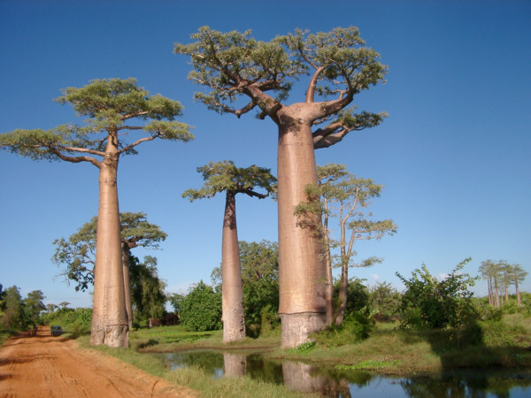 baobab madagascar arbol