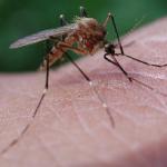 ¿Por qué los mosquitos pican más a unas personas que a otras?