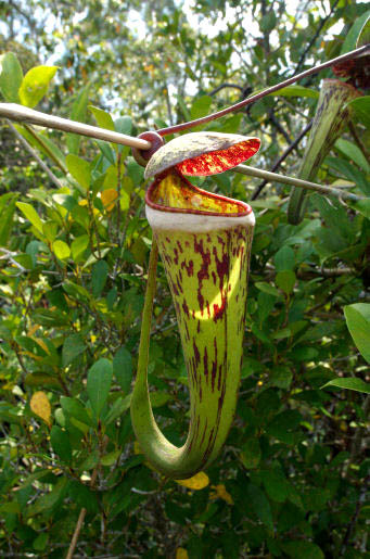 planta carnivora Nepenthes cincta