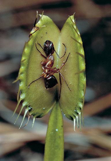 planta carnivora hormiga