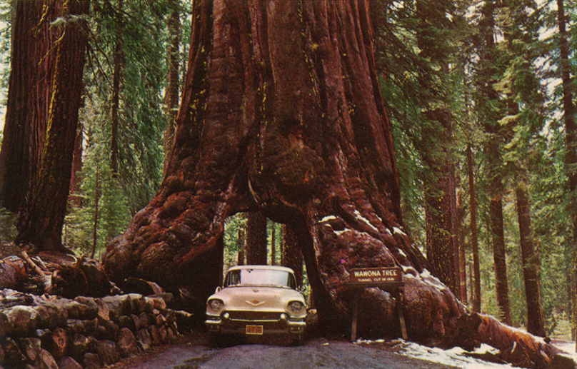 secuoya coche tunel sequoia