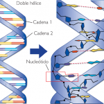 Ácidos nucleicos