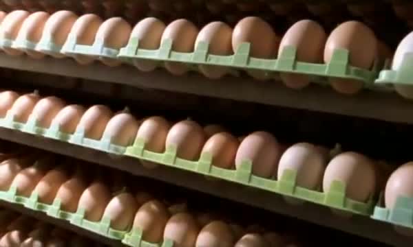 pollitos pollos factoria fabrica 1 pollitos pollos factoria fabrica 1