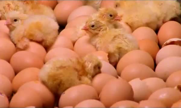 pollitos pollos factoria fabrica 2