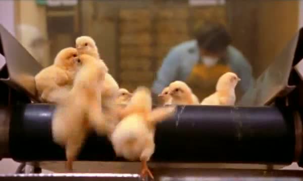 pollitos pollos factoria fabrica 3 pollitos pollos factoria fabrica 3