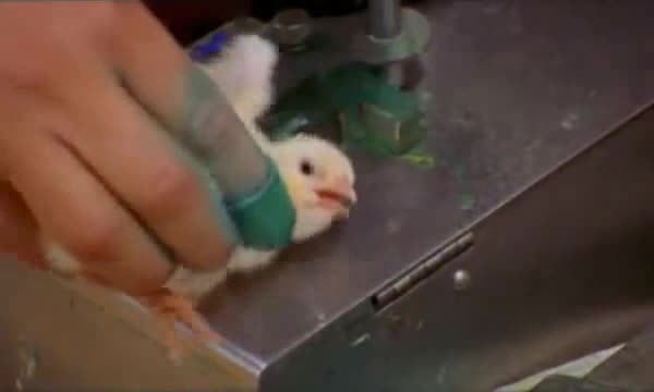 pollitos pollos factoria fabrica 5