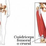 ¿Cuál es el músculo más fuerte del cuerpo?
