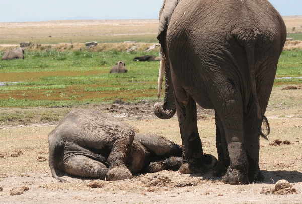 elefantes-dormir-de-pie
