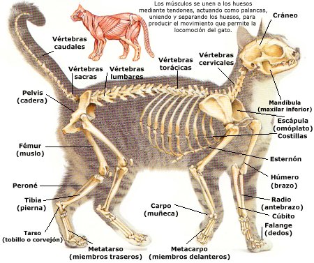 esqueleto-gato