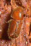 escarabajo-olmo-corteza-2