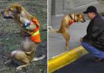 faith-perra-sin-patas-12