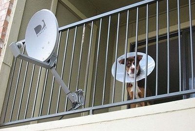 imagenes-humor-antena-parabolica-perro