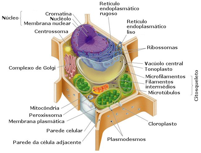 celula-eucariota